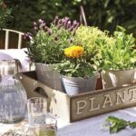 Cuáles plantas son efectivas para repeler pulgones en el jardín