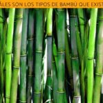 Cuáles son algunas variedades comunes de plantas de bambú