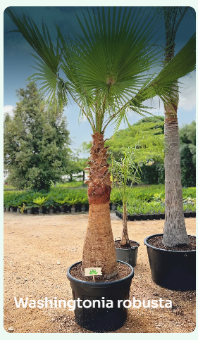 Cuáles son algunas variedades de palmeras de bajo crecimiento