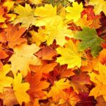 Cuáles son algunos árboles con hojas anaranjadas en otoño