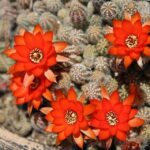 Cuáles son algunos cactus con flores de color naranja