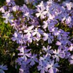 Cuáles son buenos groundcovers para zonas de sombra en la región 6