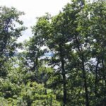 Cuáles son las características más destacadas de los alisos