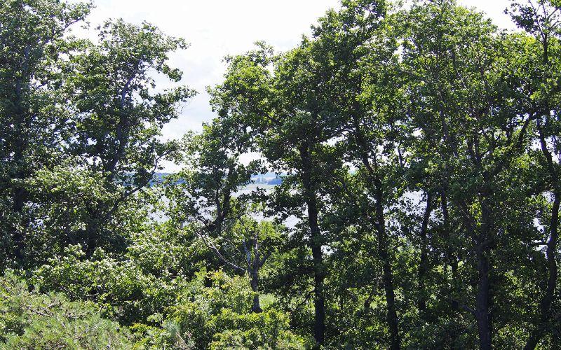 Cuáles son las características más destacadas de los alisos