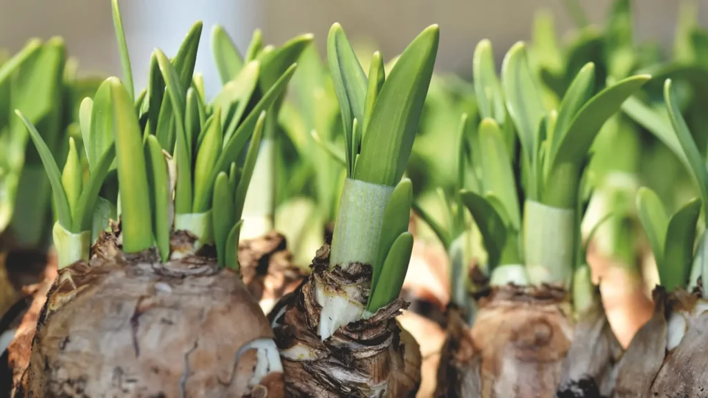 Cuáles son las causas por las que los bulbos no florecen adecuadamente