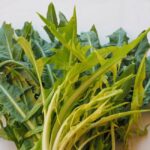 Cuáles son las diferencias entre la chicory y la escarola