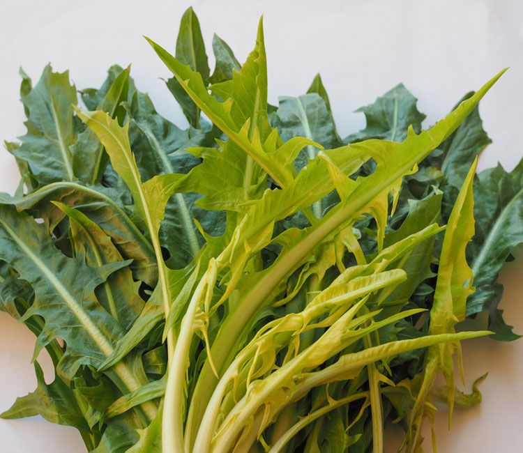 Cuáles son las diferencias entre la chicory y la escarola