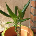 Cuáles son las diferencias entre una Drácena y una Yucca