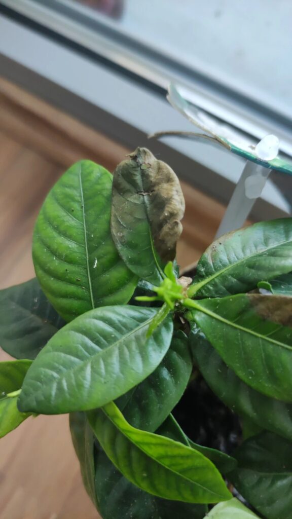 Cuáles son las enfermedades más comunes en las gardenias