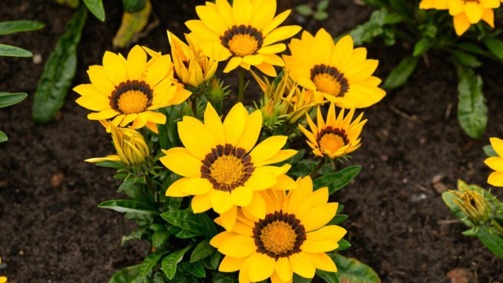 Cuáles son las flores amarillas más bellas que florecen en verano