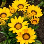 Cuáles son las flores amarillas más bellas que florecen en verano