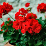 Cuáles son las flores más resistentes al frío