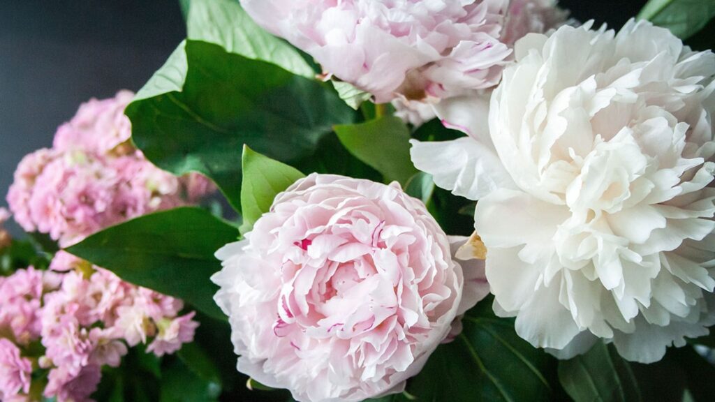 Cuáles son las mejores peonías para cultivar a pleno sol y a la sombra