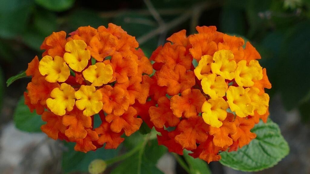 Cuáles son las mejores plantas compañeras para la Verbena