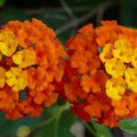Cuáles son las mejores plantas compañeras para la Verbena