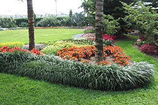 Cuáles son las mejores plantas de borde para zonas con pleno sol