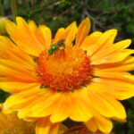 Cuáles son las mejores plantas de sombra para atraer abejas