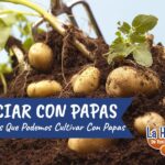 Cuáles son las mejores plantas para acompañar el cultivo de papas