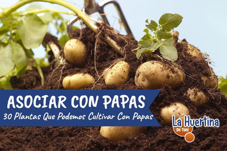 Cuáles son las mejores plantas para acompañar el cultivo de papas