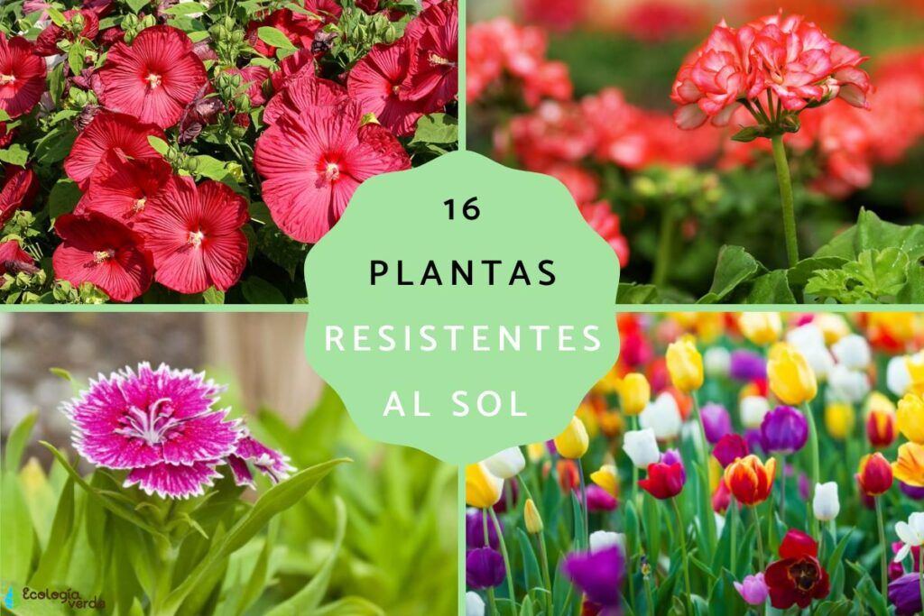 Cuáles son las mejores plantas para crecer bajo la exposición directa al sol