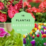 Cuáles son las mejores plantas para crecer bajo la exposición directa al sol