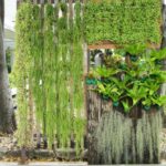 Cuáles son las mejores plantas para cubrir paredes