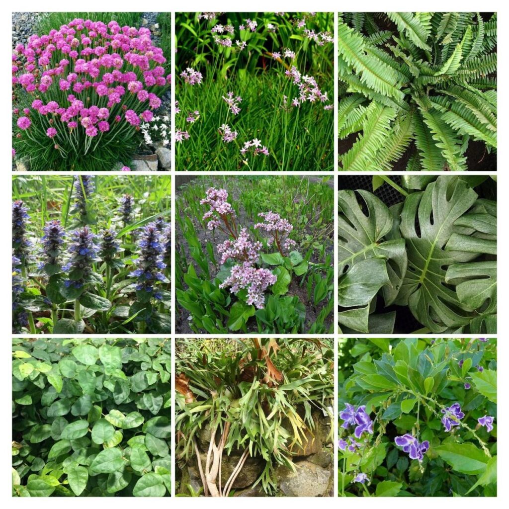 Cuáles son las mejores plantas para un jardín vertical