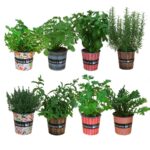 Cuáles son las mejores variedades de tomillo para plantar en tu jardín