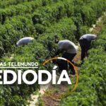 Cuáles son las mejores vides para cultivar en el sureste de EE.UU