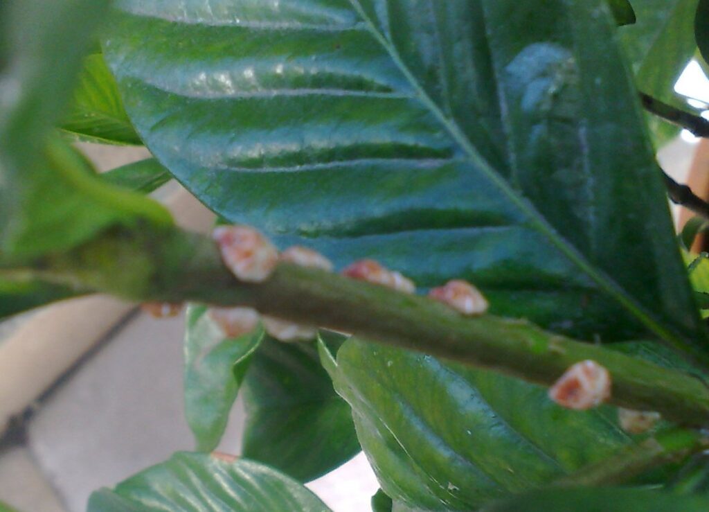 Cuáles son las plagas más comunes que afectan al jazmín