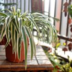 Cuáles son las plantas de interior que crecen rápidamente