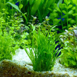 Cuáles son las plantas que comen los peces
