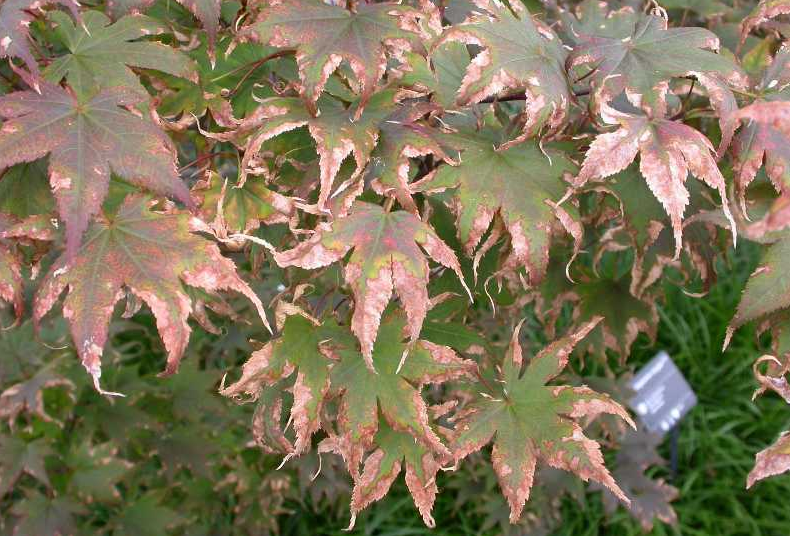 Cuáles son las posibles causas de la muerte de un arce