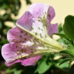 Cuáles son las posibles razones por las que mi petunia no da flores