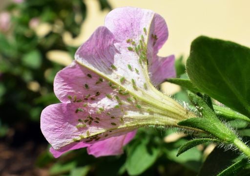 Cuáles son las posibles razones por las que mi petunia no da flores