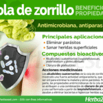 Cuáles son las propiedades de la Col de zorrillo en la piel