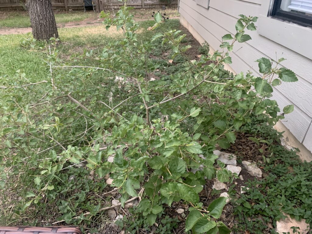 Cuáles son las razones por las que mi lantana no está floreciendo