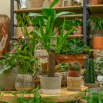 Cuáles son las variedades comunes de plantas de interior