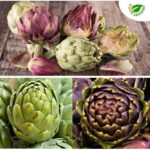 Cuáles son las variedades de alcachofa decorativa más populares
