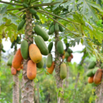 Cuáles son las variedades de árboles de papaya más comunes