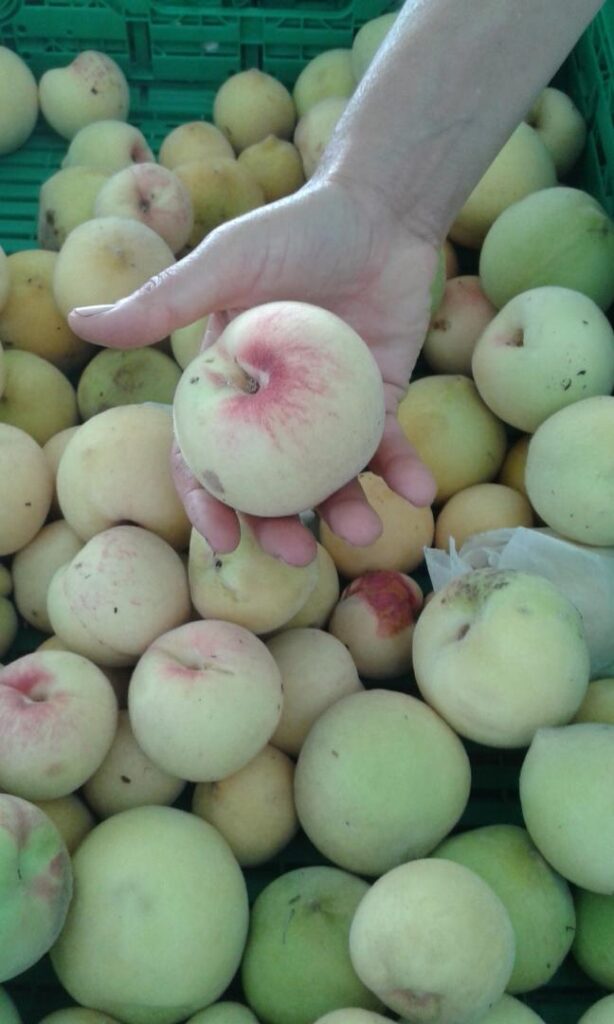 Cuáles son las variedades de duraznos blancos más comunes