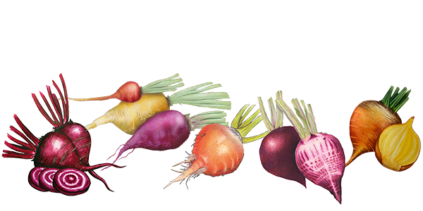 Cuáles son las variedades de remolacha más comunes