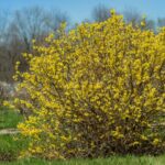 Cuáles son las variedades más comunes de arbustos Forsythia