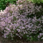 Cuáles son las variedades más populares de lilas enanas