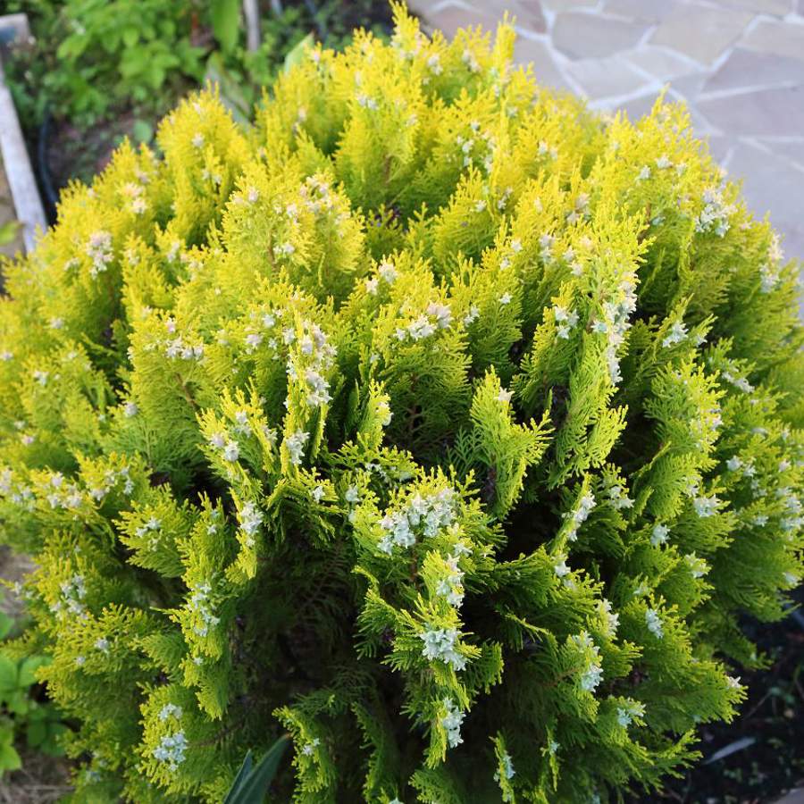 Cuáles son los árboles coníferos de aroma frutal