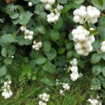Cuáles son los árboles y arbustos que producen bayas blancas