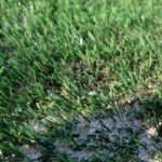 Cuáles son los beneficios de utilizar arena en el césped