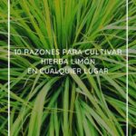Cuáles son los consejos para cultivar limoncillo de forma exitosa