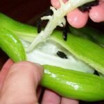 Cuáles son los cuidados básicos de la achocha en el jardín