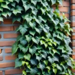 Cuáles son los cuidados básicos para el Boston Ivy en las paredes